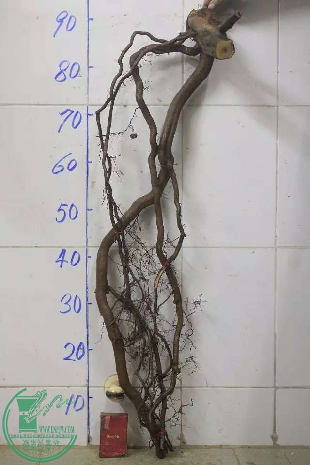 psb (12).jpg