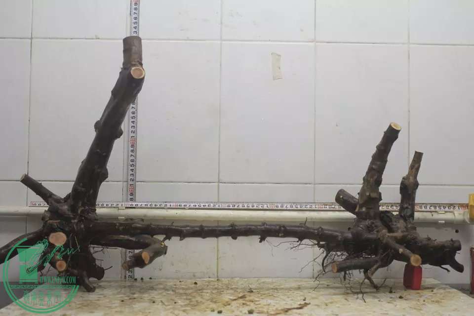 psb (2).jpg