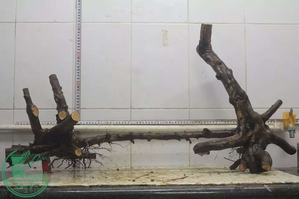 psb (3).jpg