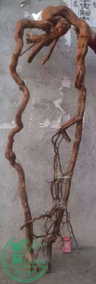 image.jpeg