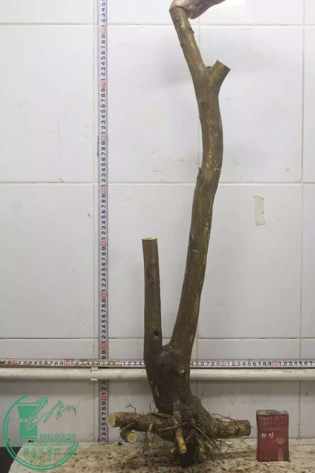 psb (11).jpg