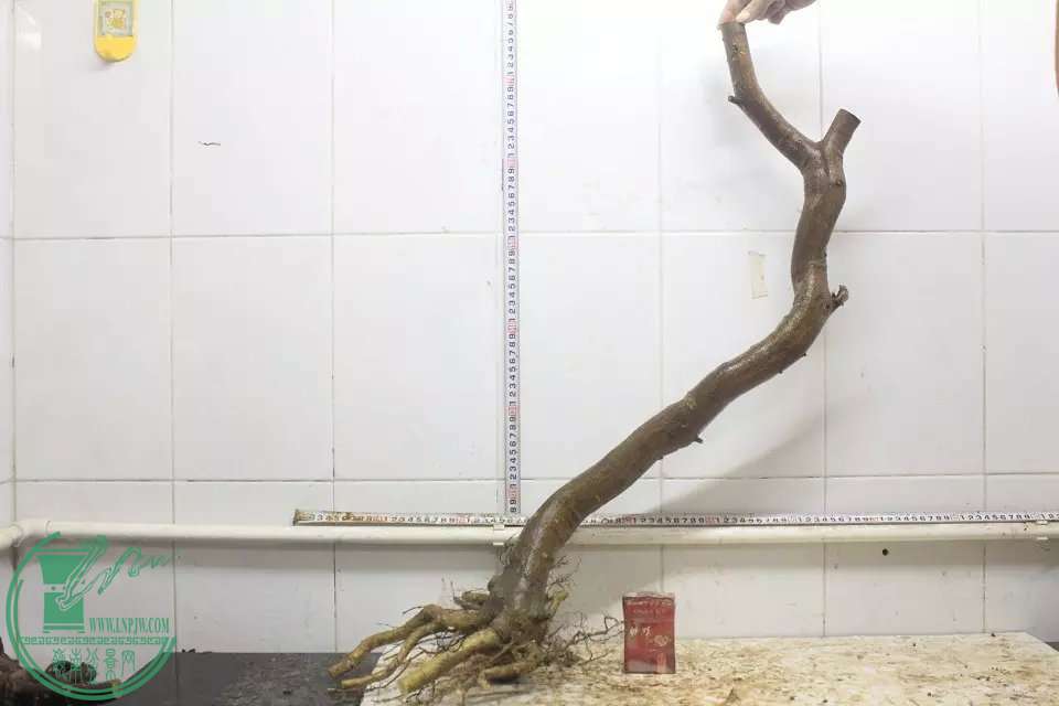 psb (2).jpg