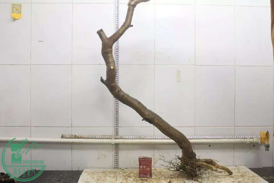 psb (4).jpg