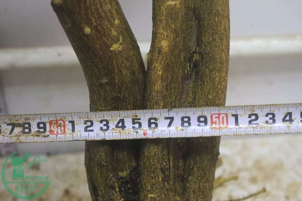 psb (10).jpg