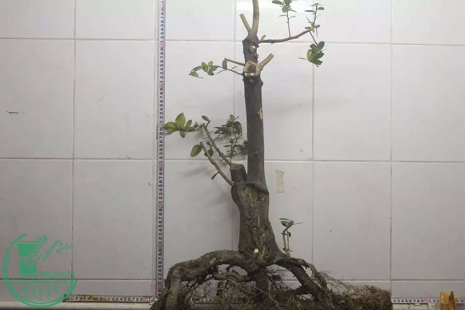 psb (13).jpg