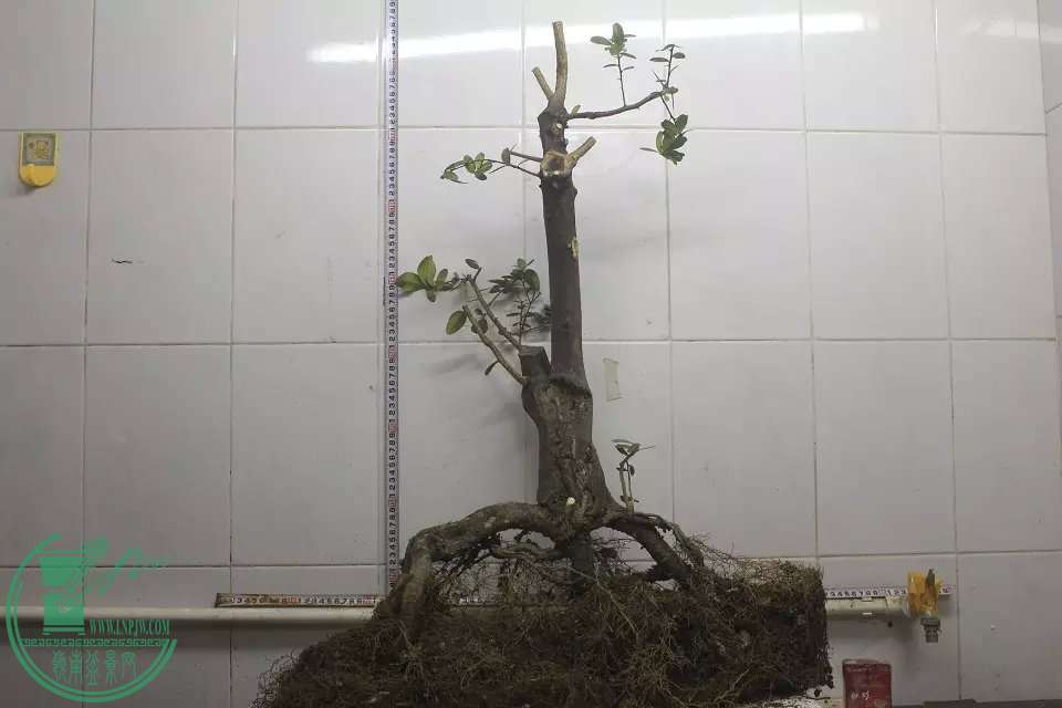 psb (14).jpg
