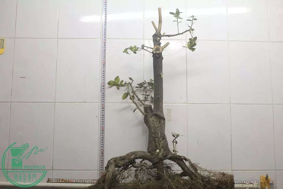 psb (16).jpg