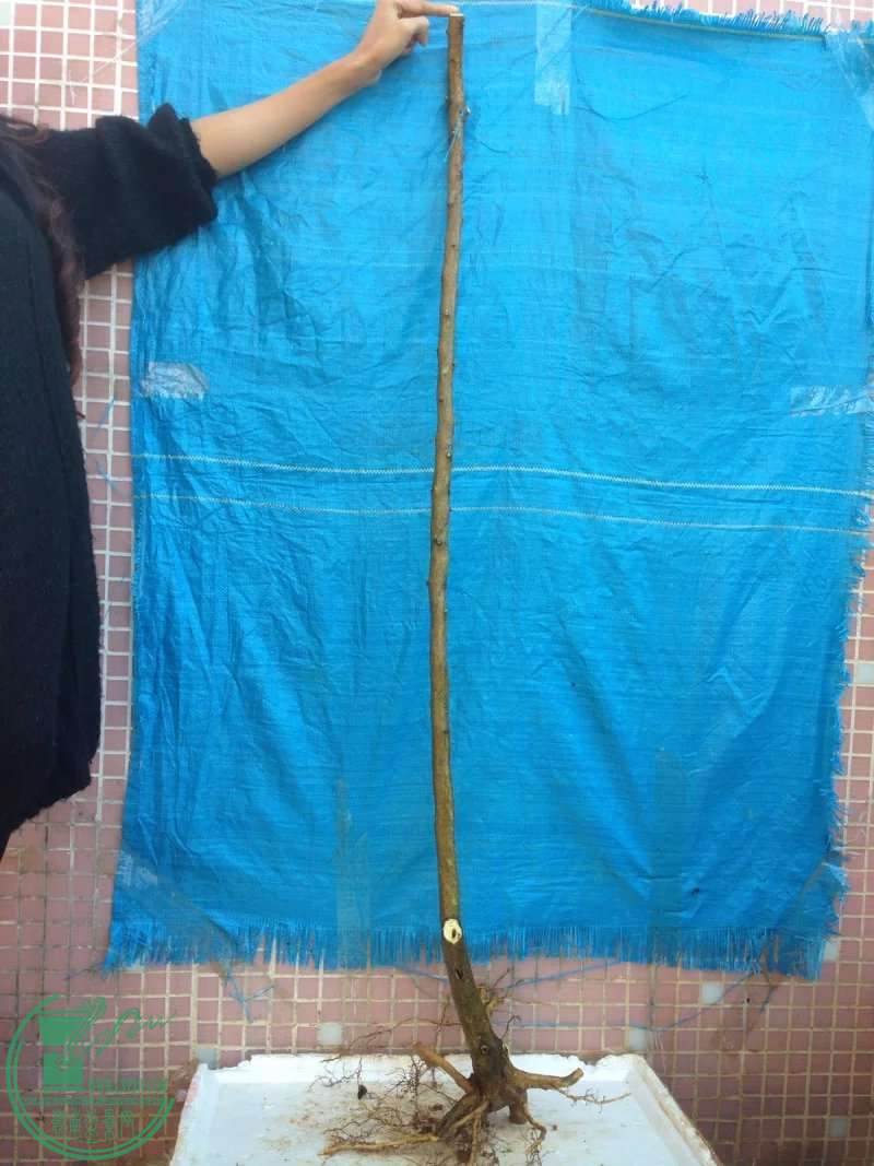 psb (1).jpg