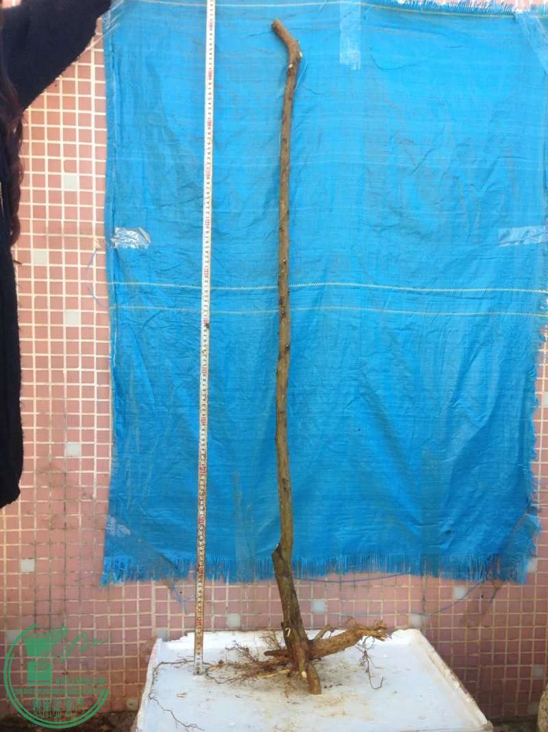 psb (3).jpg