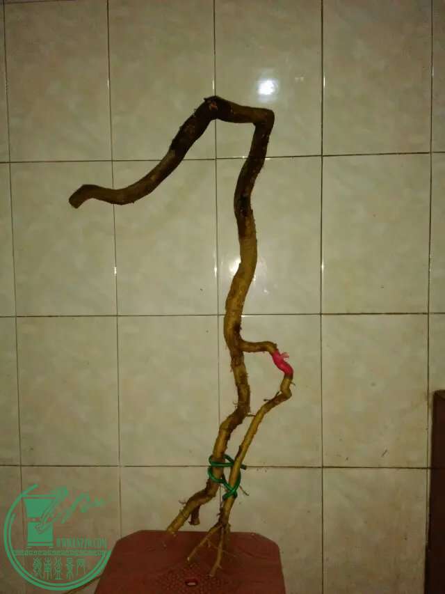 psb (89).jpg