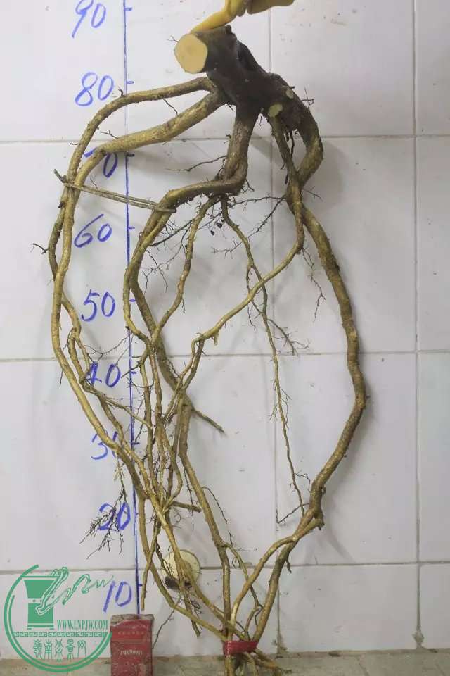 psb (1).jpg