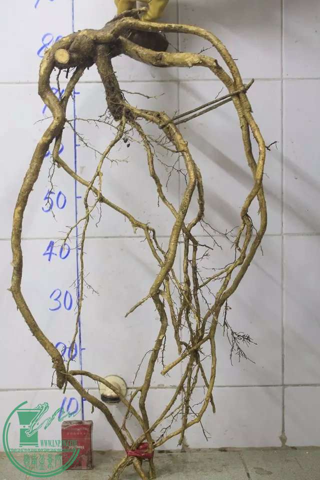 psb (2).jpg