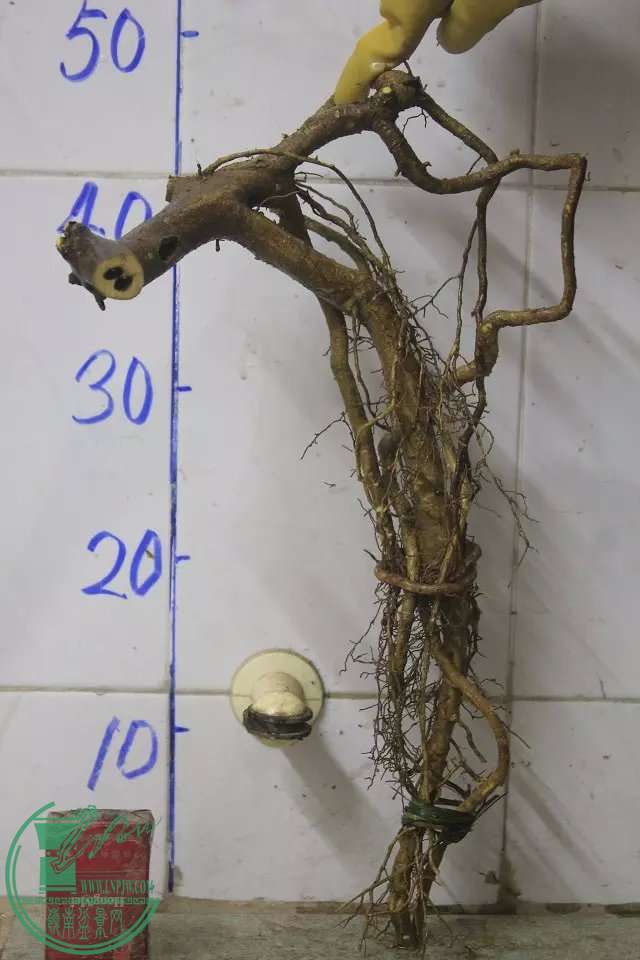 psb (8).jpg