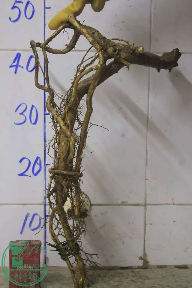psb (9).jpg