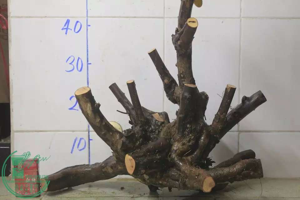 psb (35).jpg