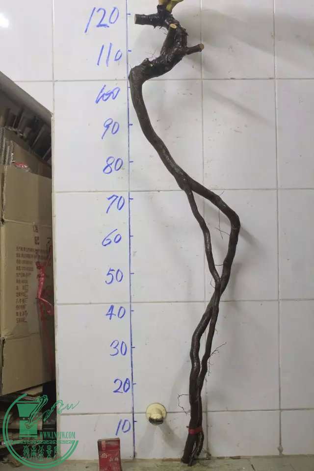 psb (30).jpg