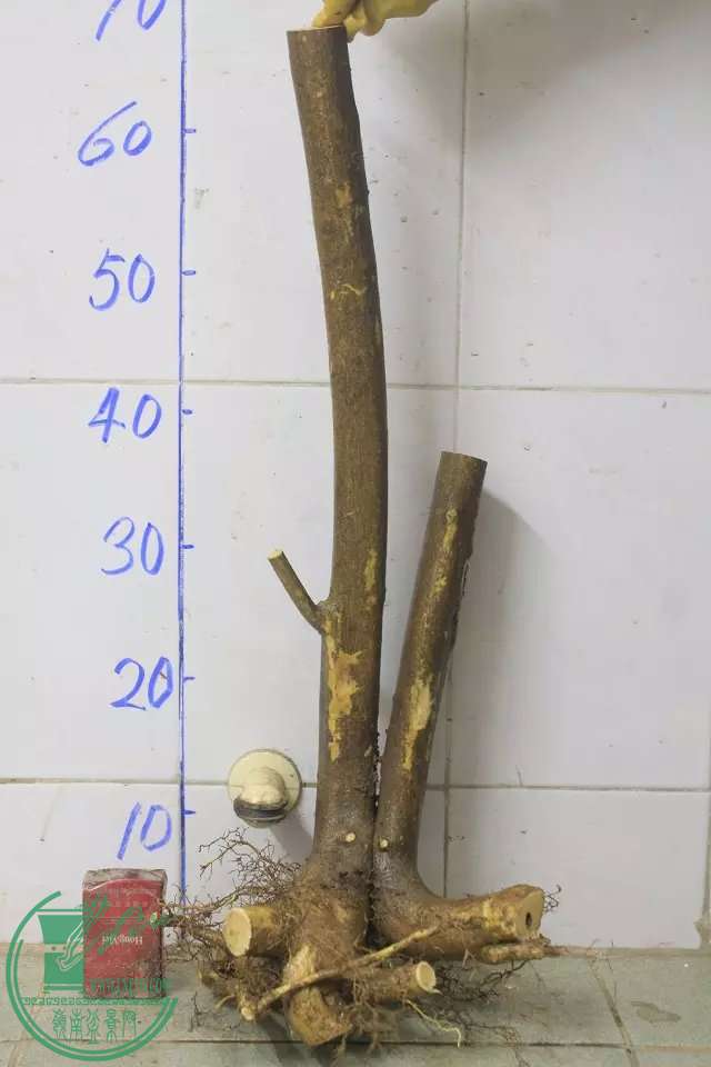 psb (12).jpg