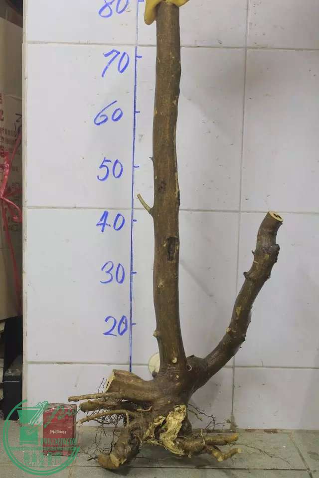 psb (14).jpg