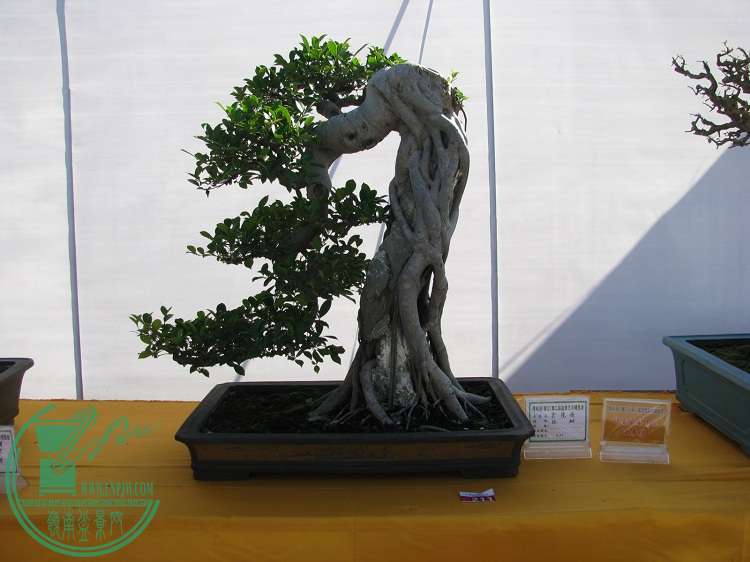 IMG_6035.JPG