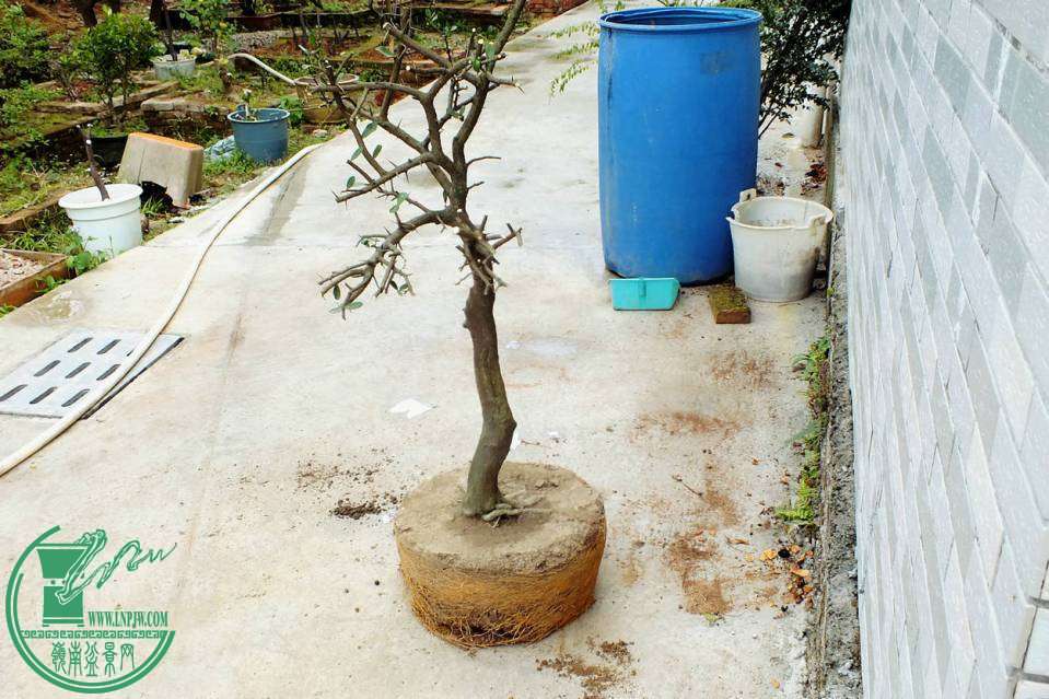 125748ugwj7sujjzwxj447.jpg.thumb.jpg