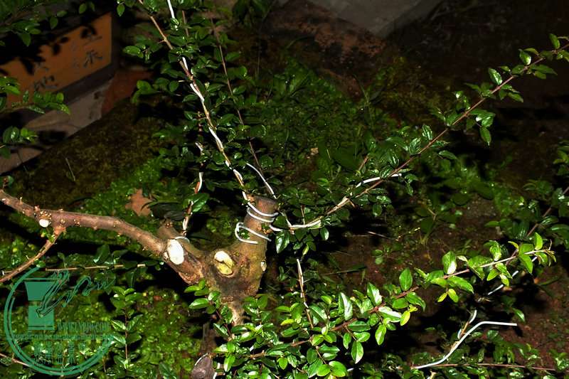 DSCF2512.JPG