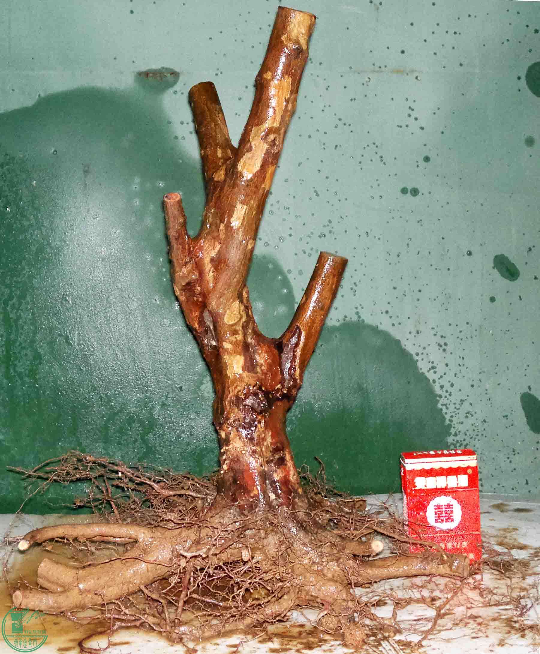 201512105344.jpg