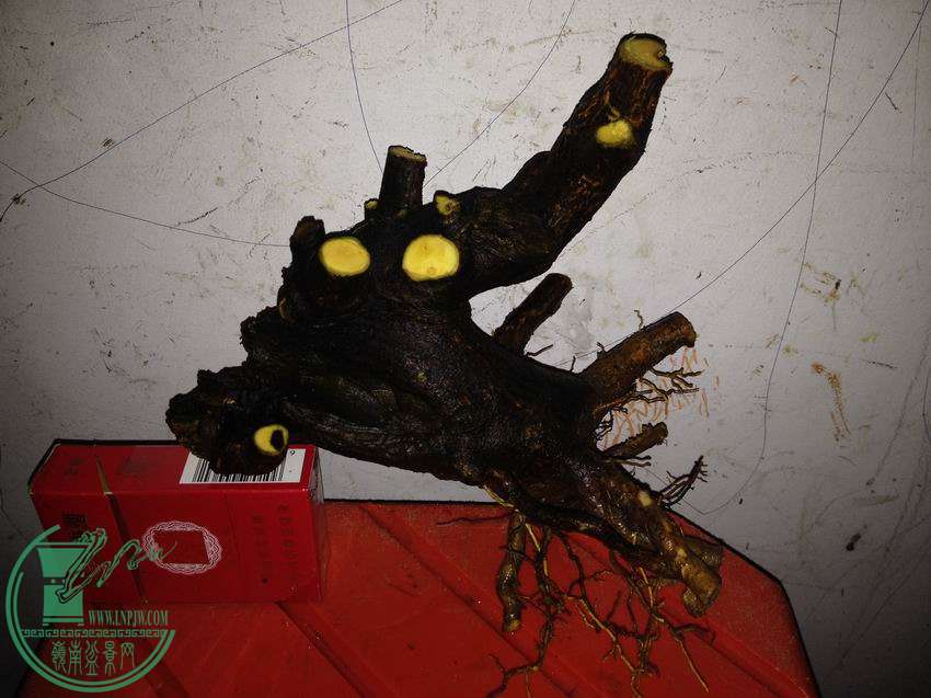 ½ļIMG_2280.JPG