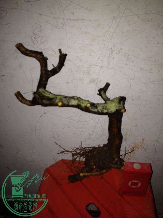 ½ļIMG_2284.JPG