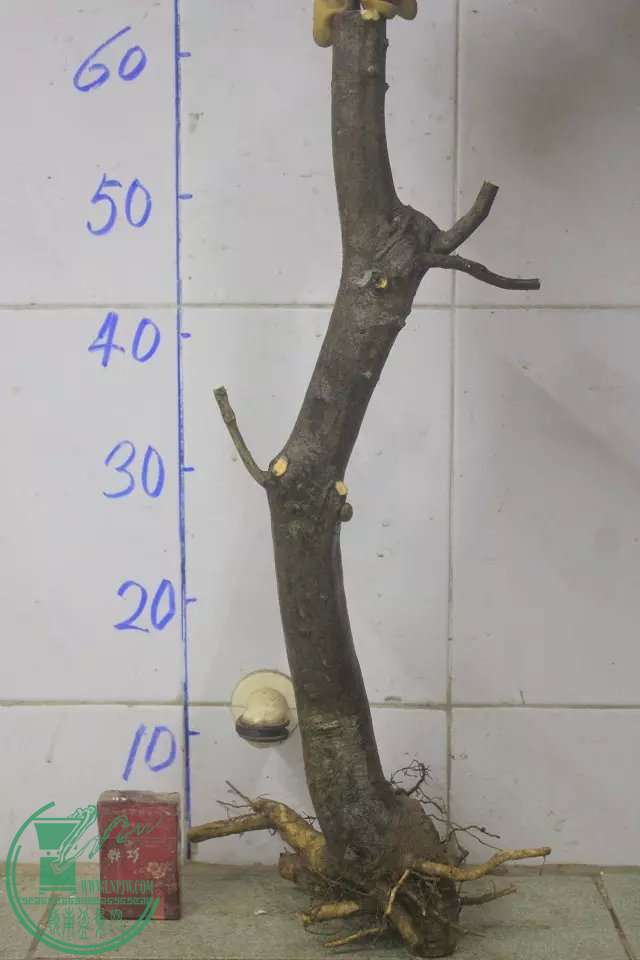 psb (8).jpg