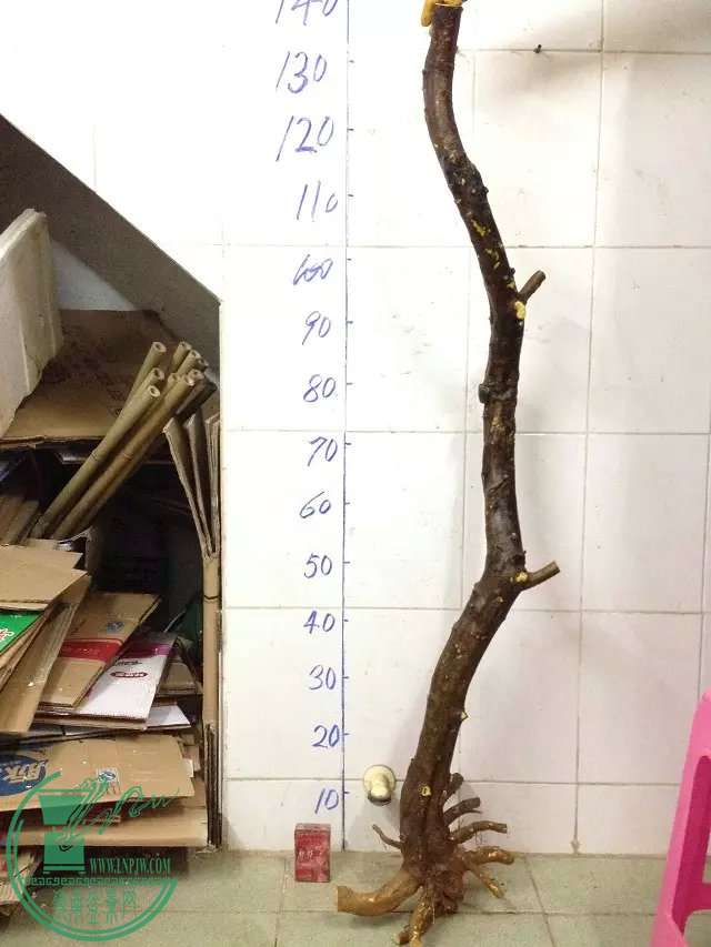 psb (30).jpg