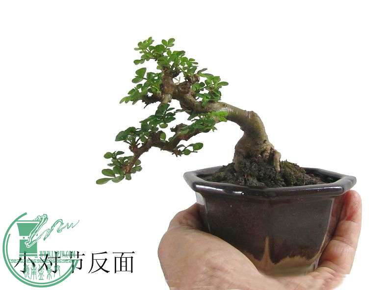 СԽڷ2.jpg