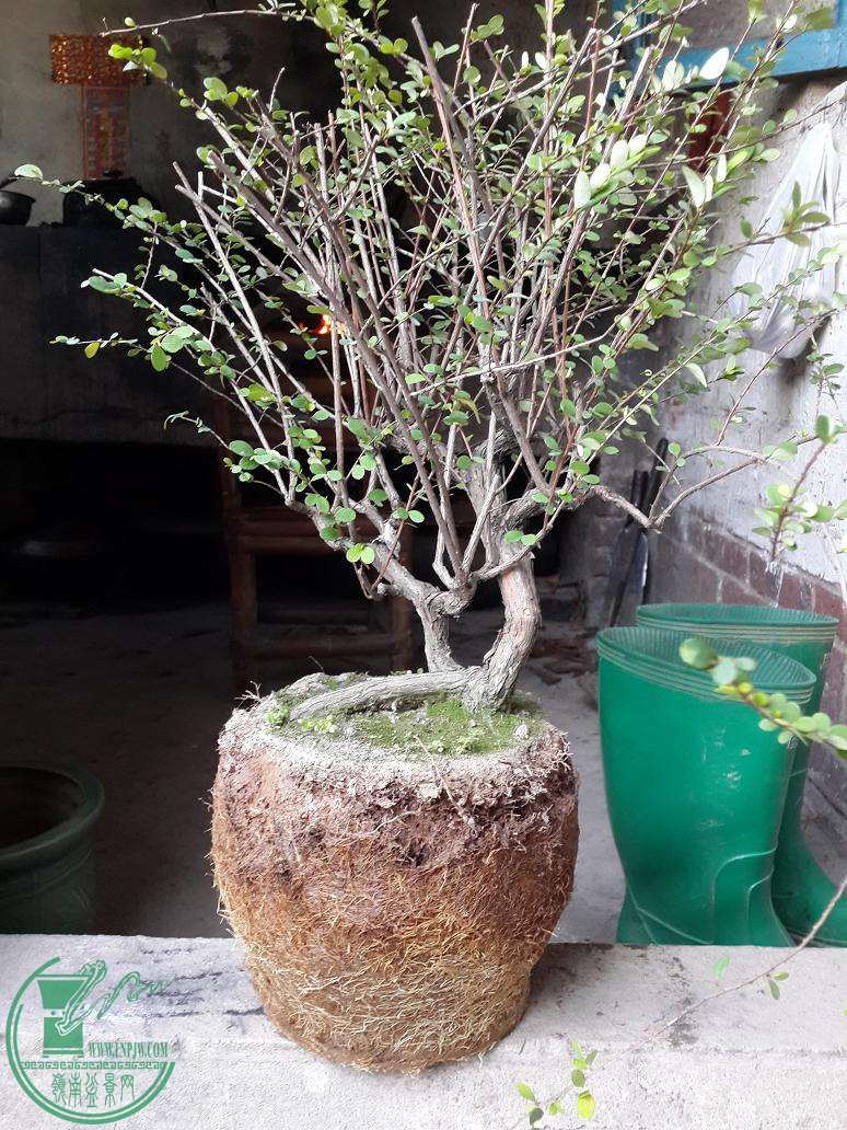 20151217_170533.jpg
