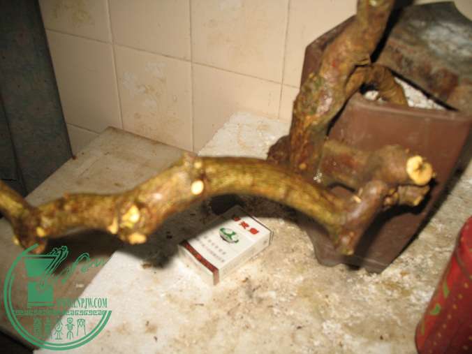050.JPG
