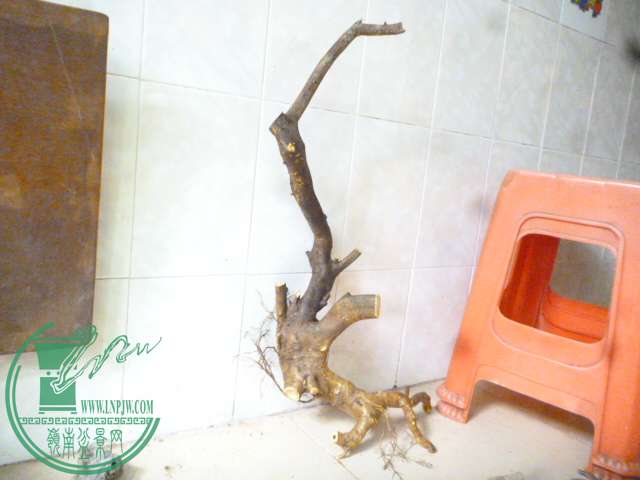 P1150550.JPG