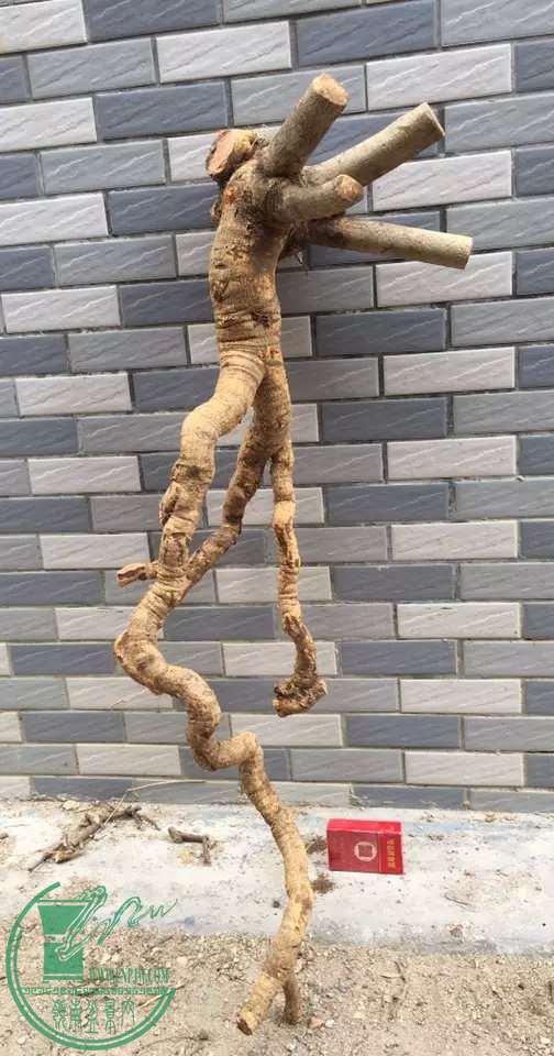 image.jpeg