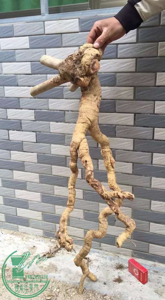 image.jpeg