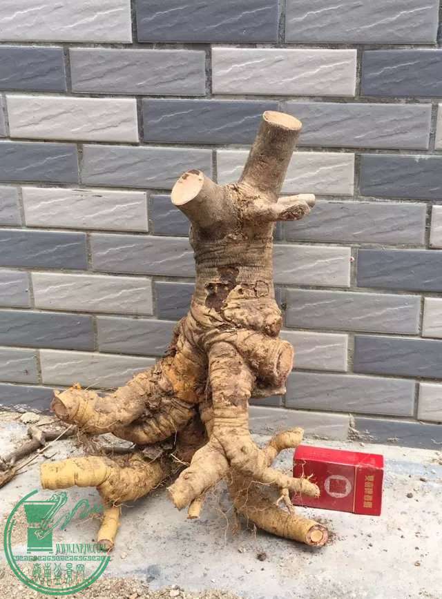 image.jpeg