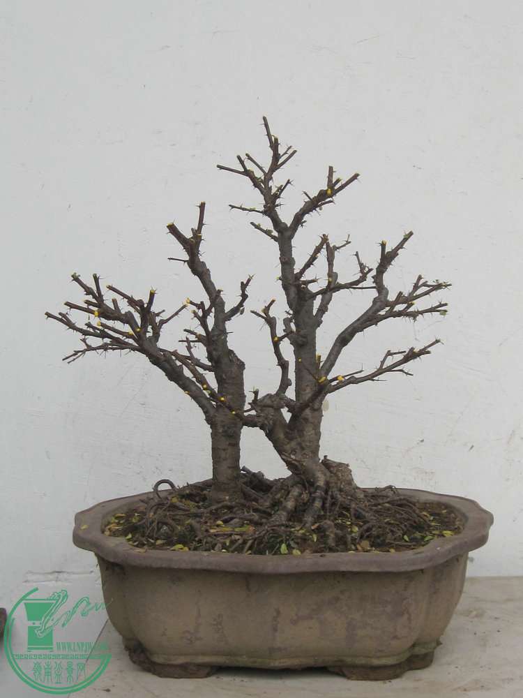 ȸ1