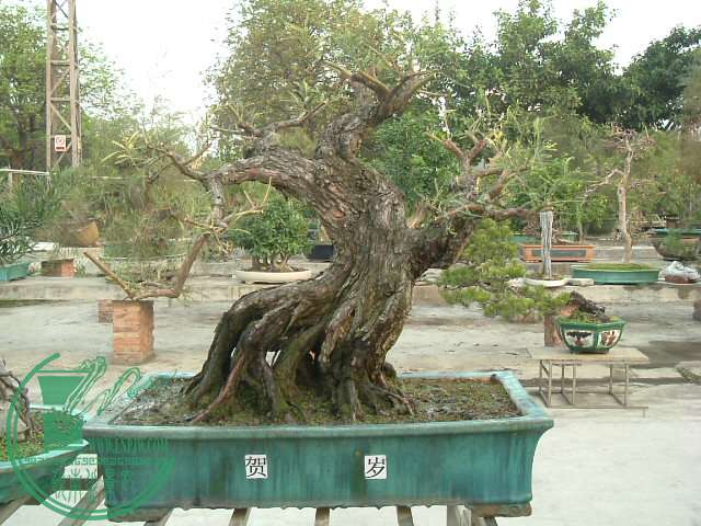 DSCF9598.JPG