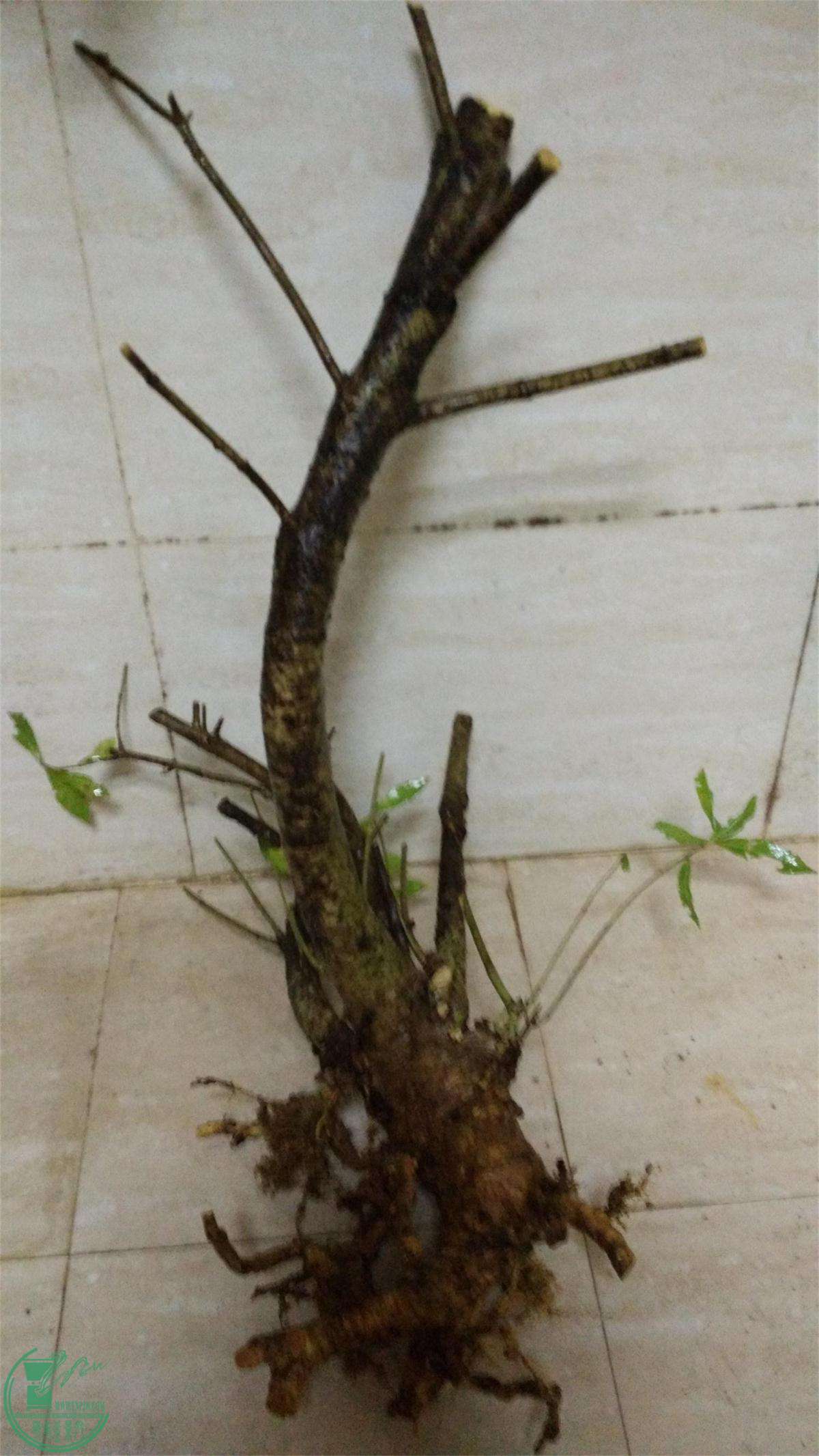 ڻˮ֦2.jpg