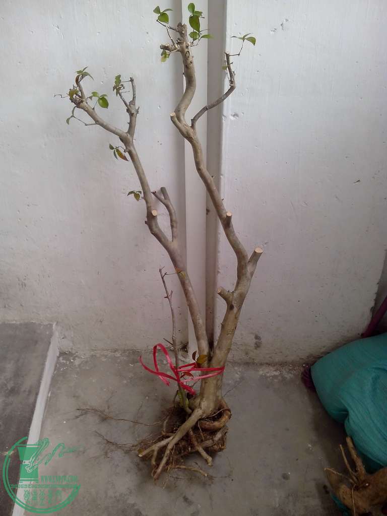 IMG20151230005.jpg