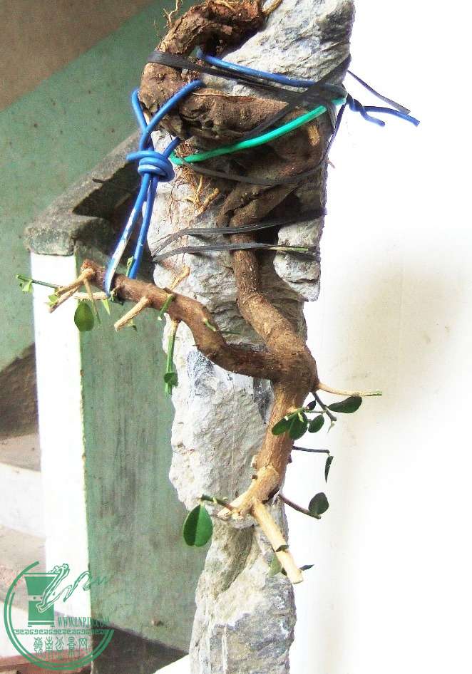 DSCF6466.JPG