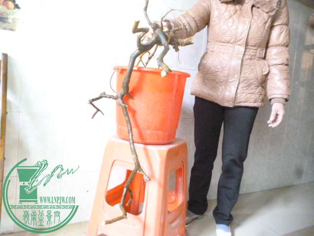 P1150760.JPG