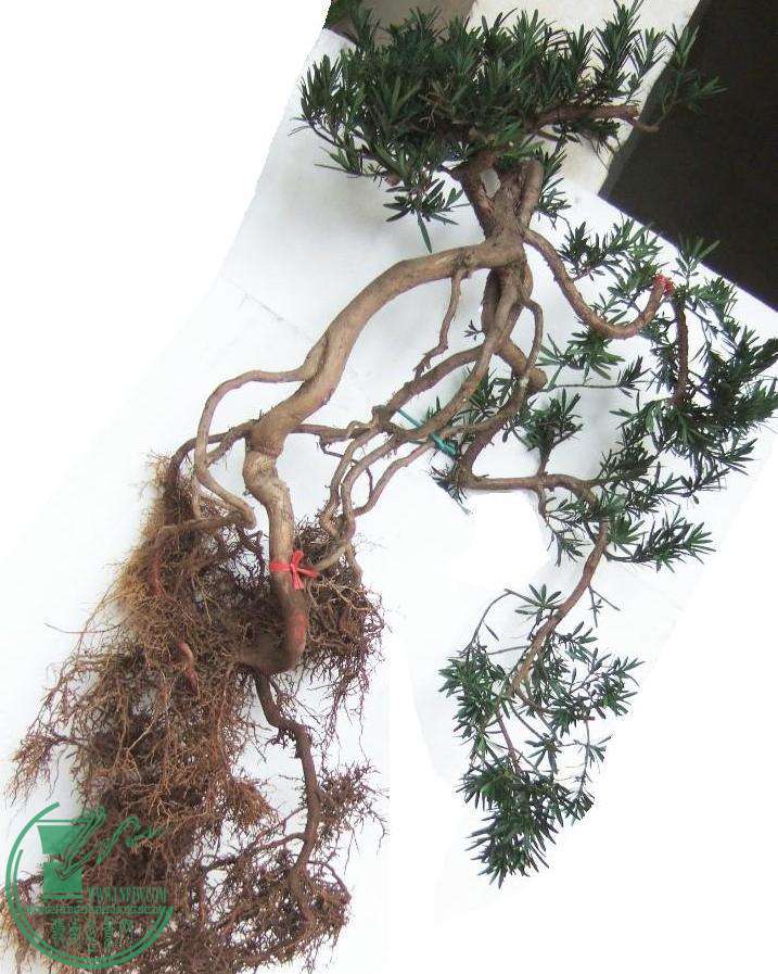 DSCF6665.JPG