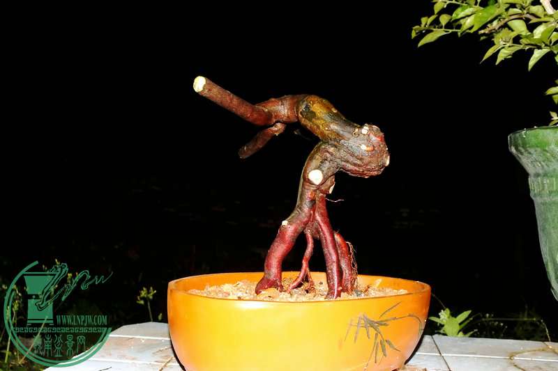 DSCF2614.JPG