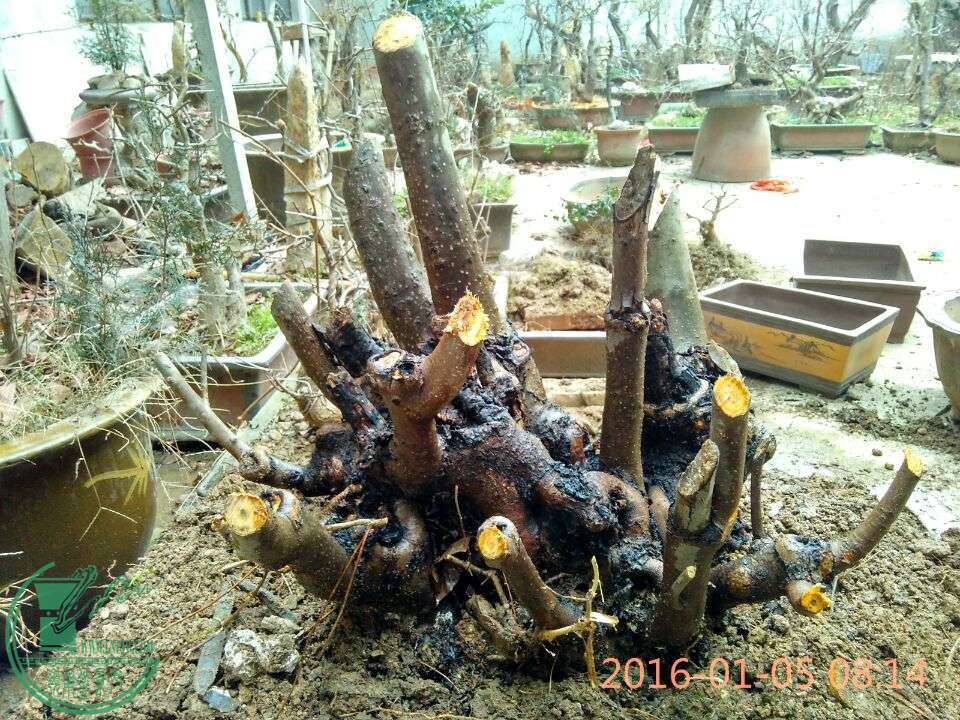 QQͼƬ20160105085931.jpg