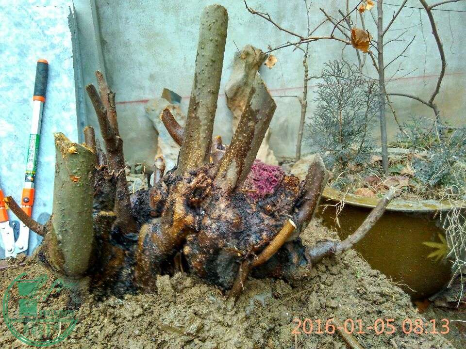 QQͼƬ20160105085942.jpg