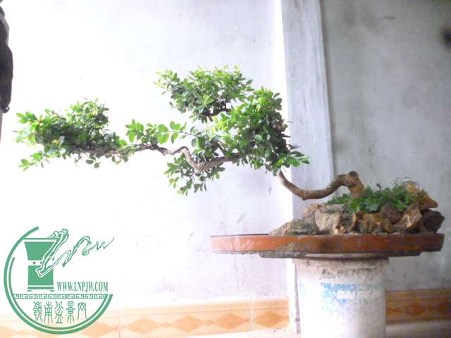 P1160029.JPG