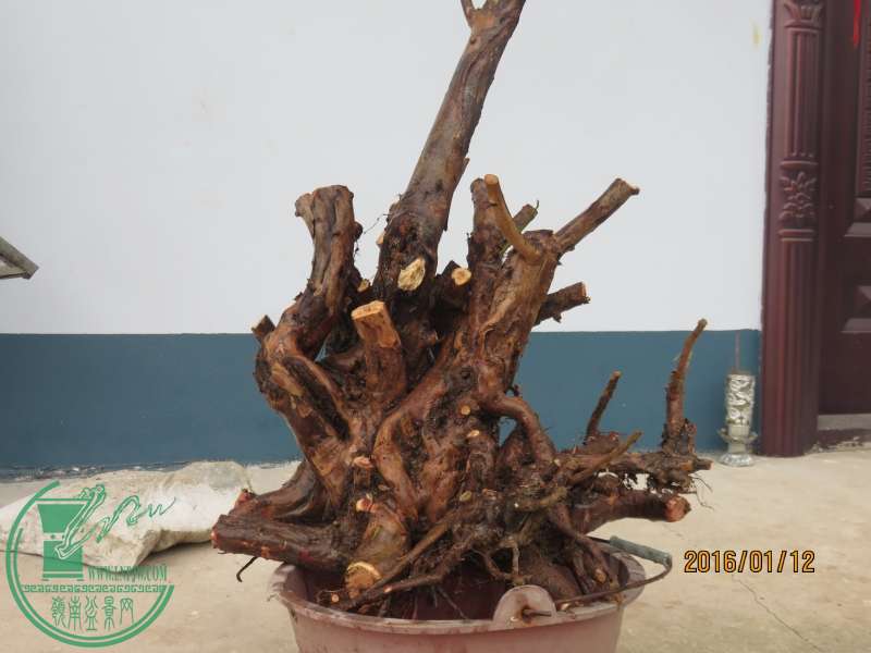IMG_2236_conew1.jpg