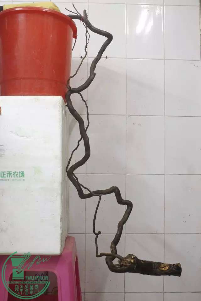 psb (9).jpg